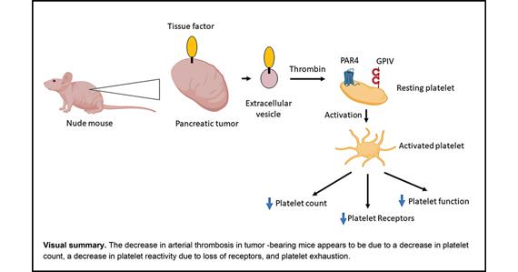 Thieme E-Journals - Thrombosis and Haemostasis / Abstract