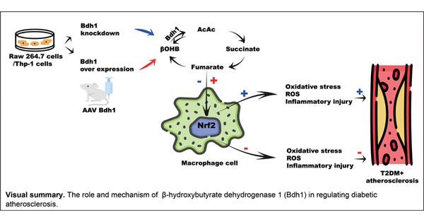 Thieme E-Journals - Thrombosis and Haemostasis / Abstract