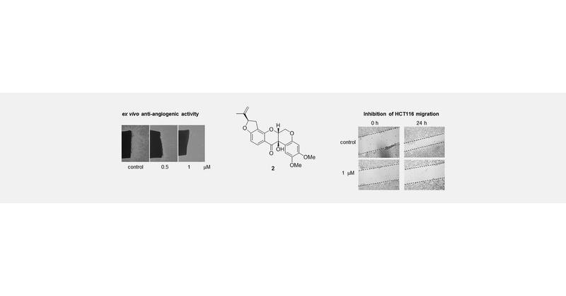 Thieme E-Journals - Planta Medica / Abstract